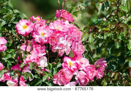 Roses. Nikita Botanical Garden. Crimea, Yalta.