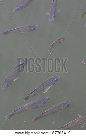 oscar fish