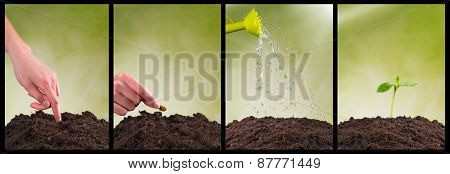 Concept of seeding and plant growing in collection