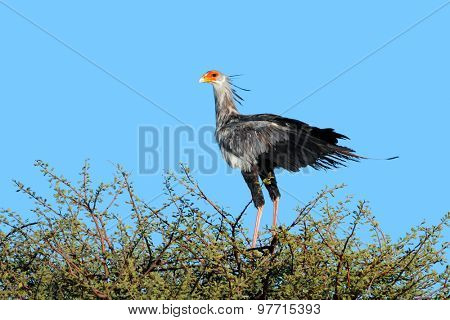 A secretary bird (Sagittarius serpentarius) perched on top of a tree, Kalahari, South Africa