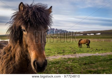 Icelandic Horses In Near Husavik