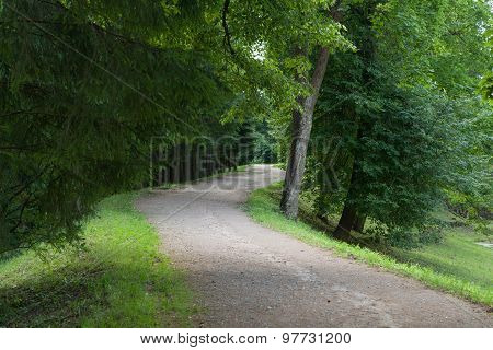 path in the forest stretches into the far
