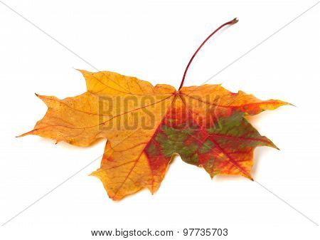 Multicolor Autumn Maple Leaf