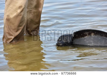 VALAAM ISLAND, RUSSIA - JULY 29, 2015: Vyacheslav Alekseev releases the Ladoga ringed seal into the lake Ladoga. Animal was cured in the Center of study and conservation of marine mammals