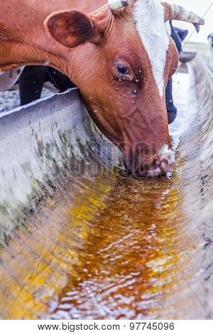 Cow Is Drinking Water At The Water Trough.