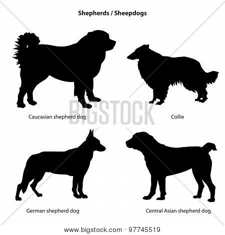 Dog Silhouette Icon Set. Sheped Dog Collection. Sheedogs.