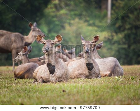 Females of the Sambar deers. 