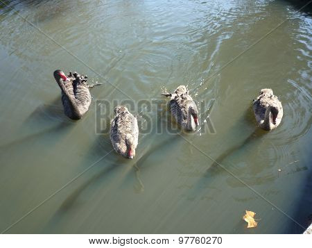 Swam in a park in Australia