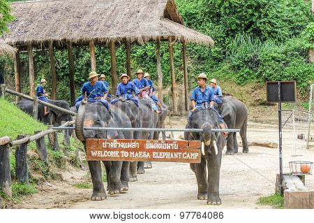 Elephants parade