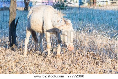 Tired Sardinian Donkey
