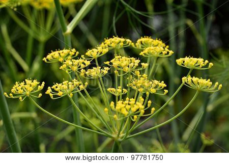 Close Up Of Fennel Flower.