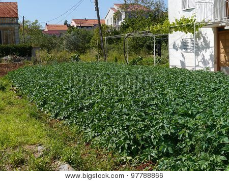 Potatoes in a kitchen garden in the Mediterranian