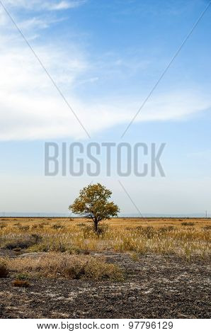 A tree
