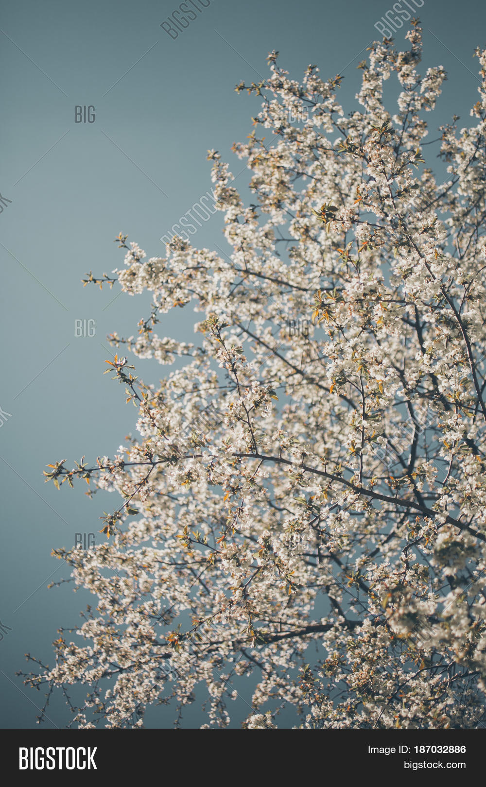 almond trees blooming image photo free trial bigstock