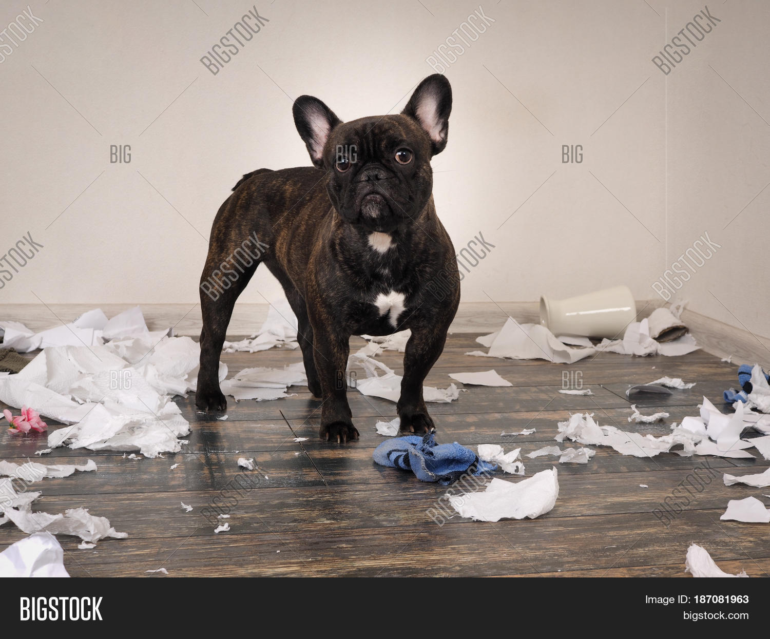 Funny Dog Made Mess Image & Photo (Free Trial) Bigstock