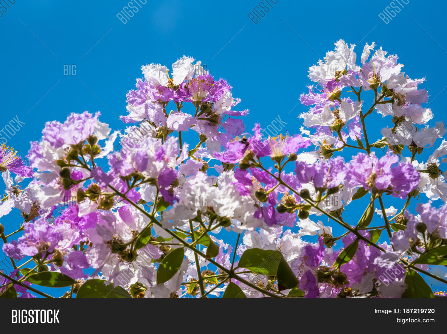 Lagerstroemia Indica Image Photo Free Trial Bigstock lagerstroemia-indica-image-photo-free-trial-bigstock