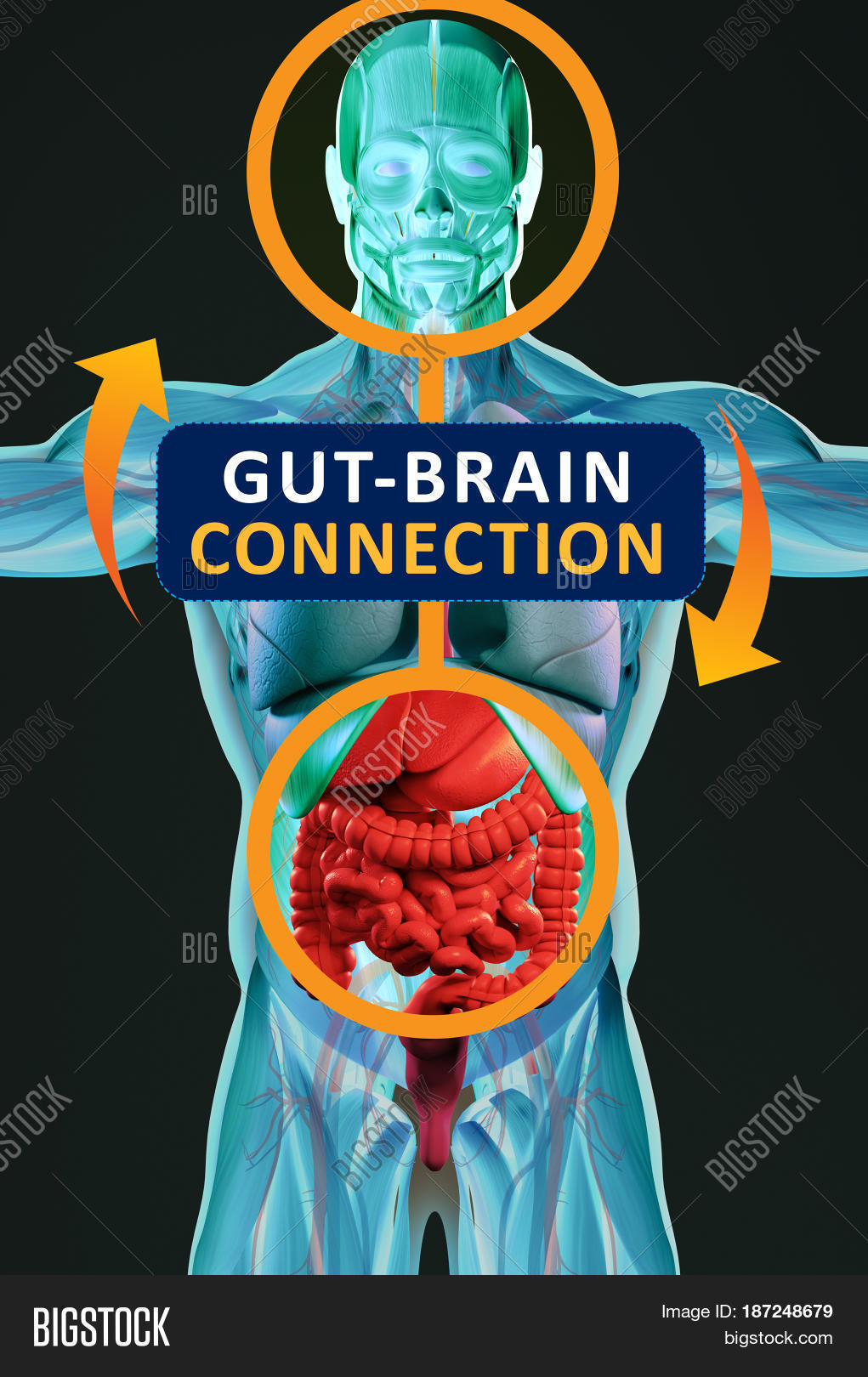 Gut Brain Connection >> Gut Brain Connection Image Photo Free Trial Bigstock Gut Brain Connection >> Gut Brain Connection Image Photo Free Trial Bigstock