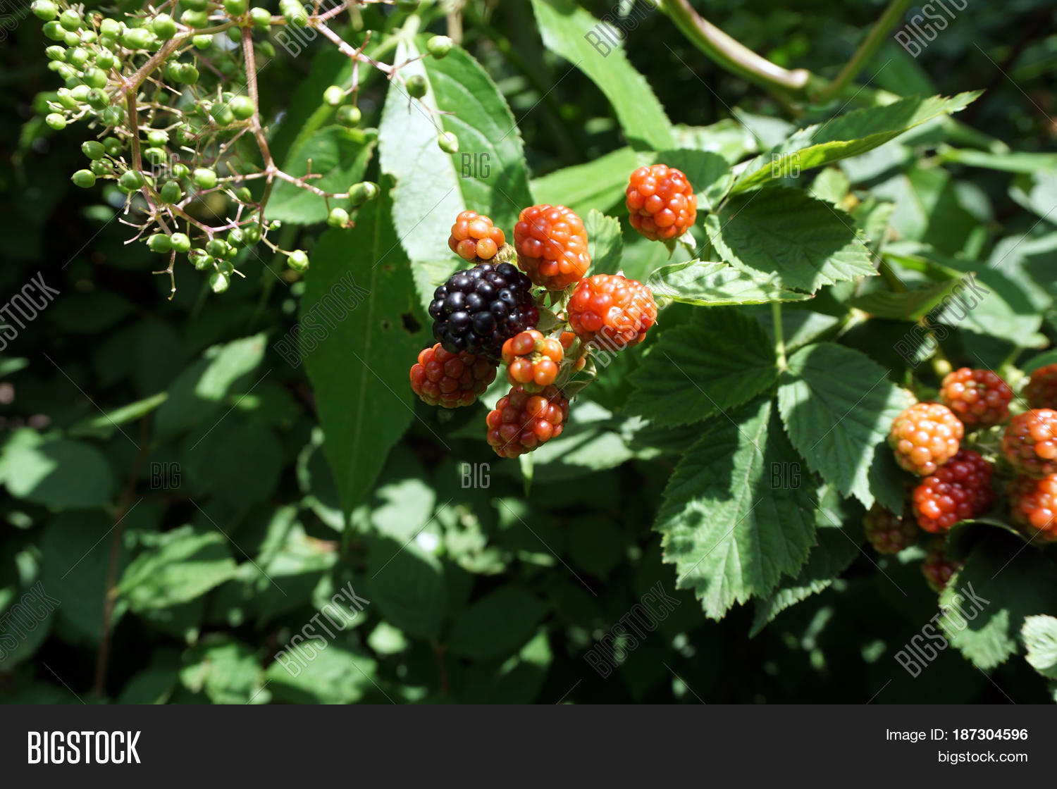 Blackberries Ripen On Image & Photo (Free Trial) Bigstock