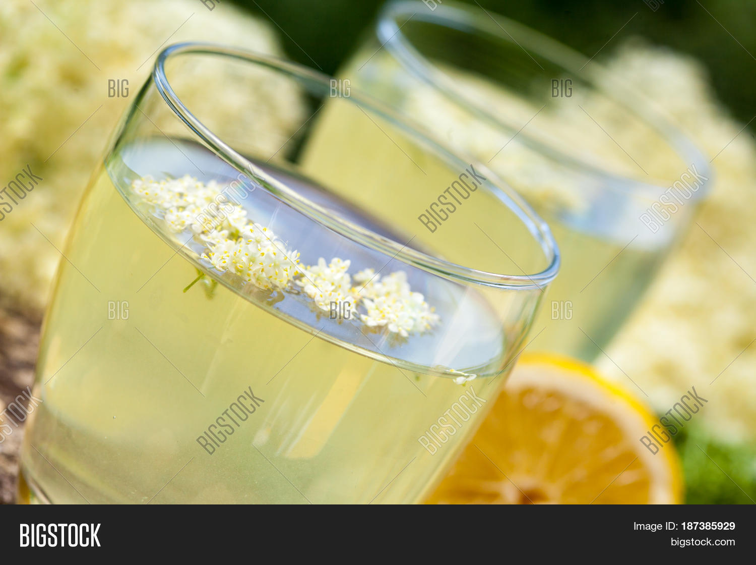 Elderberry Flower Image & Photo (Free Trial) Bigstock