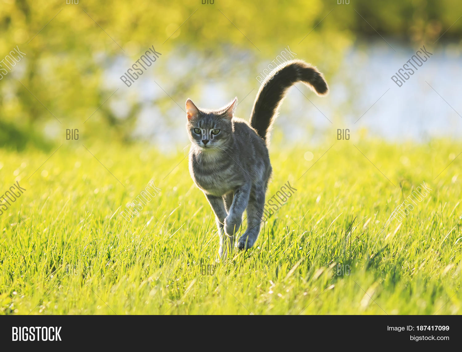 Скорость бега кошки. Кошка на футбольном поле. Сколько бегает кот. Убегает от кошки. Сколько бегает кот.