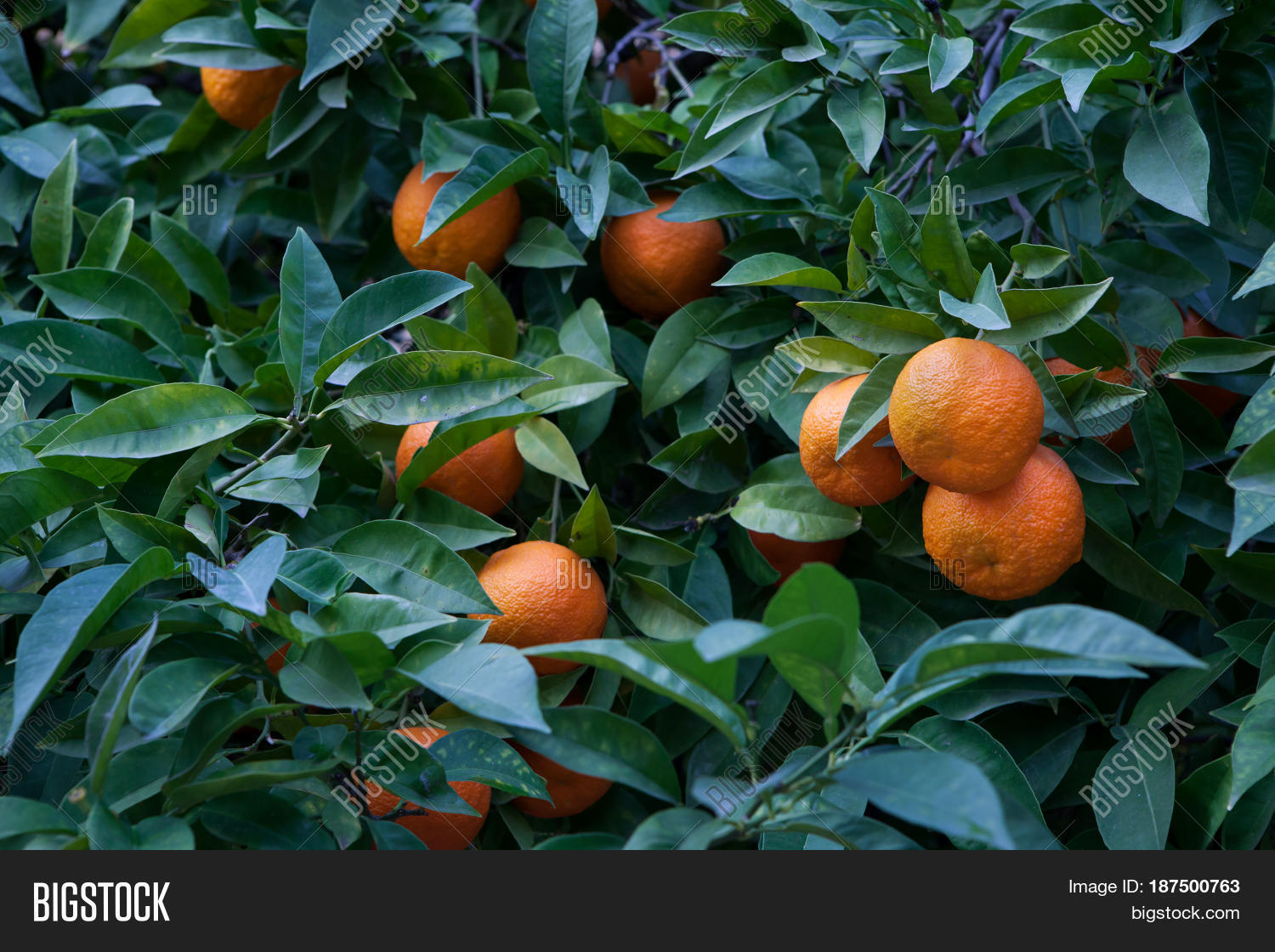 Bitter Orange Tree ( Image & Photo (Free Trial) Bigstock