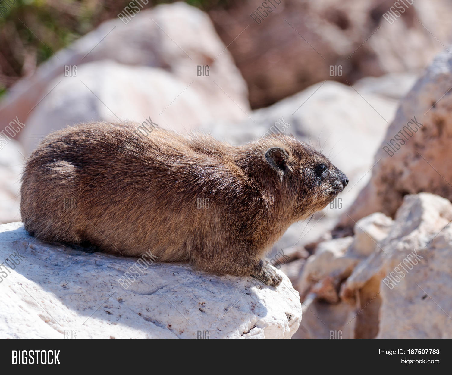 Mountain Rabbit Image & Photo (Free Trial) Bigstock