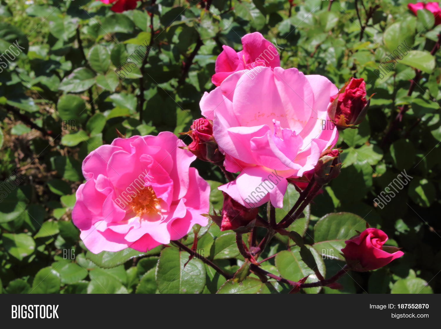 Beauty Roses Many Image & Photo (Free Trial) | Bigstock