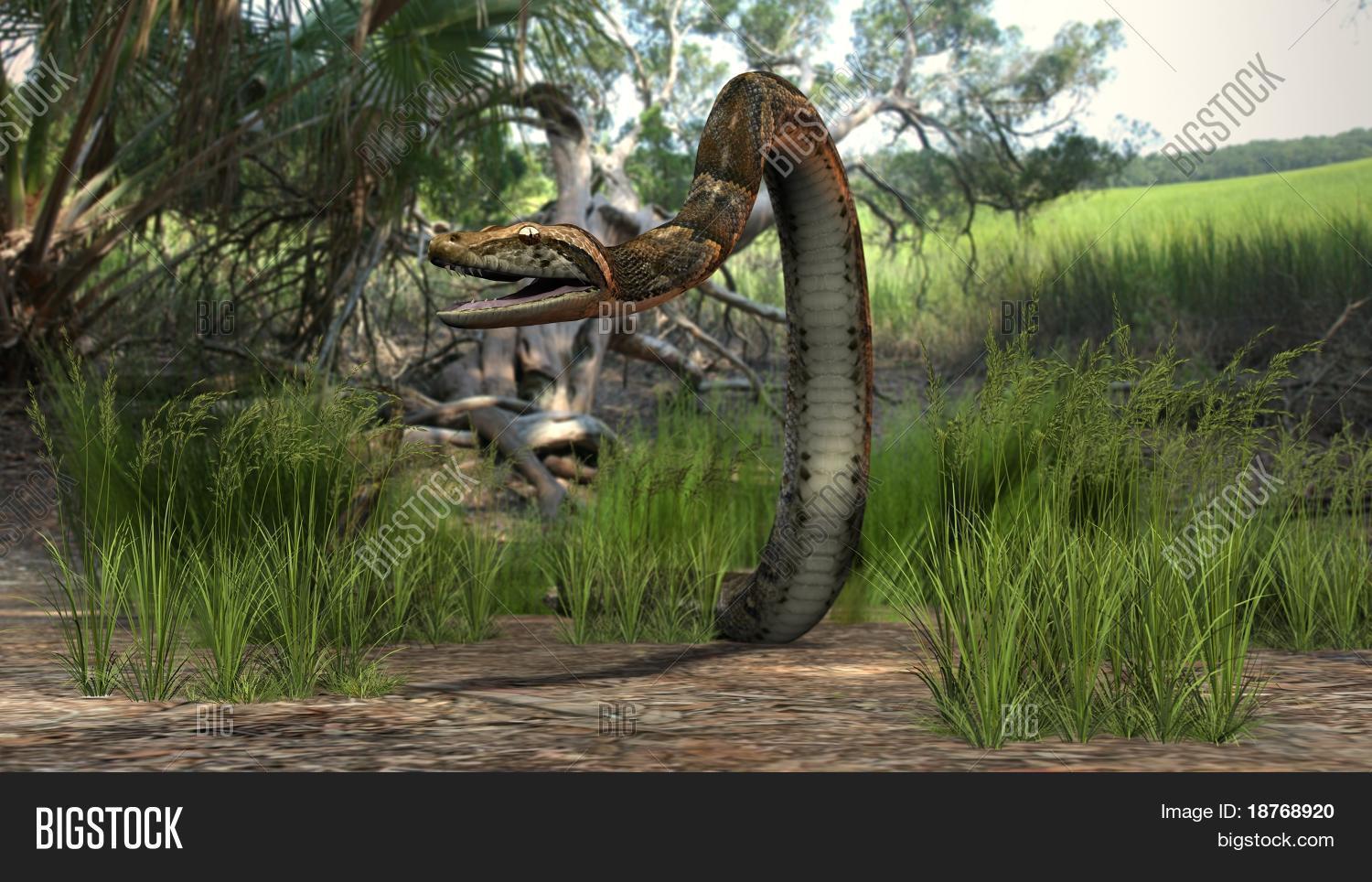 Amazon Forest Python Image & Photo (Free Trial) | Bigstock