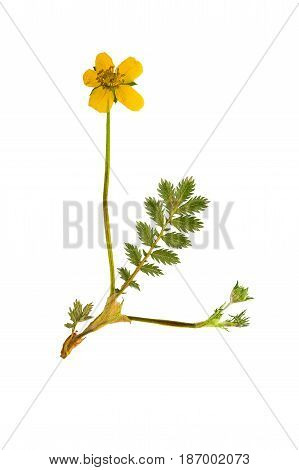 Pressed and dried flower and green carved leaves potentilla anserine isolated on white background. For use in scrapbooking floristry (oshibana) or herbarium.