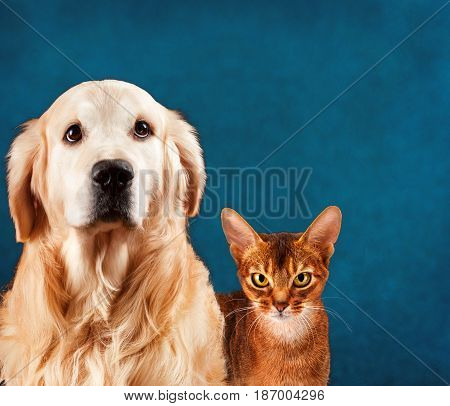 Cat and dog, abyssinian kitten and golden retriever. Sad anxious expression.