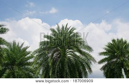 Beautiful plam tree with sky clouds background in the park.