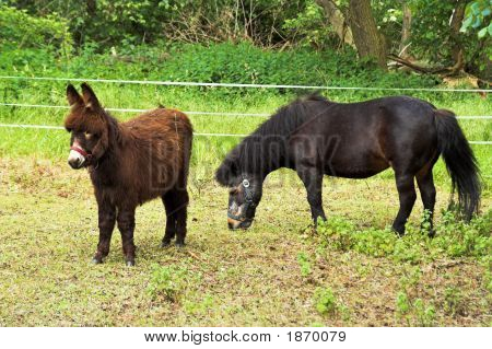 Osioł i Pony