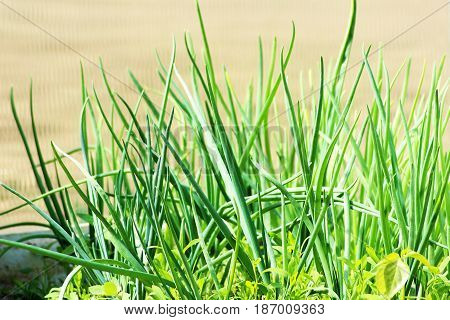 Grass. Beautiful Nature, The First Green Plants