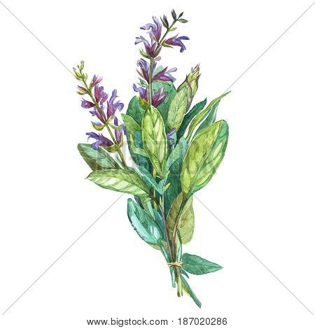 Botanical drawing of a Sage. Watercolor beautiful illustration of culinary herbs used for cooking and garnish. Isolated on white background