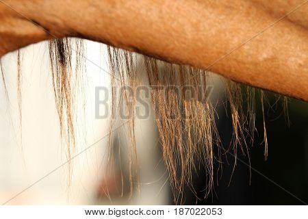 Long brown mane and hair on a horse's neck