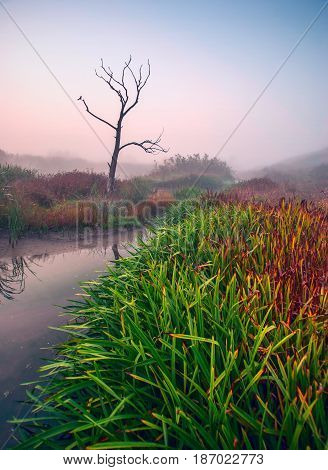 Foggy River