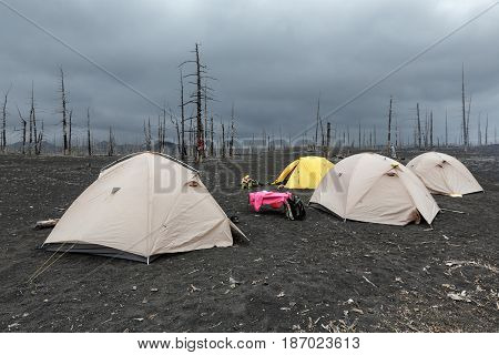 Tourist tents standing in Dead Wood on volcanic slag and ash eruptions Tolbachik Volcano - consequence of catastrophic eruption of volcano during on Kamchatka Peninsula in 1975-1976.