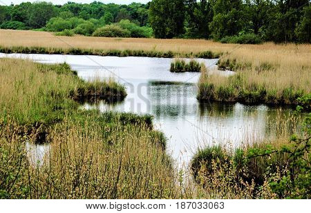 Reeds and black water in wetlands Wagbachniederung Germany