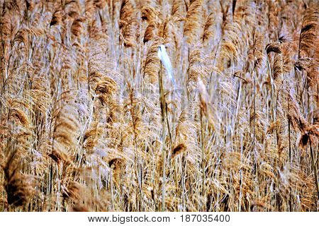 Photo of a bog cotton field in the wind