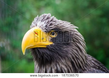 The eagle's look, looking forward, from a close distance