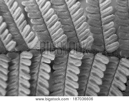 monochrome fern leaf in close up with repeating pattern
