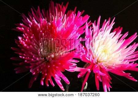 pink and white flower on a dark black background