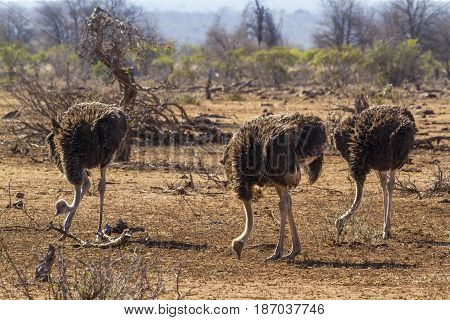 African ostrich in Kruger national park, South Africa  ; Specie Struthio camelus family of Struthionidae