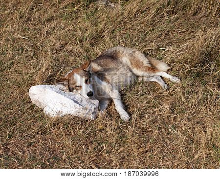 Homeless Dog Sleeps On Stone Pillow In Glade With Dry Grass