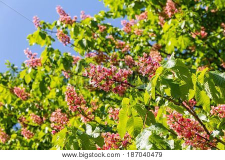 Red Horse-chestnut In Full Bloom