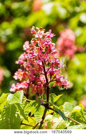 Red Horse-chestnut In Full Bloom