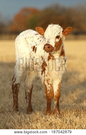 baby white and brown longhorn calf standing in pasture
