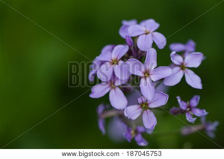 Macro photograph of wild purple phlox with green background