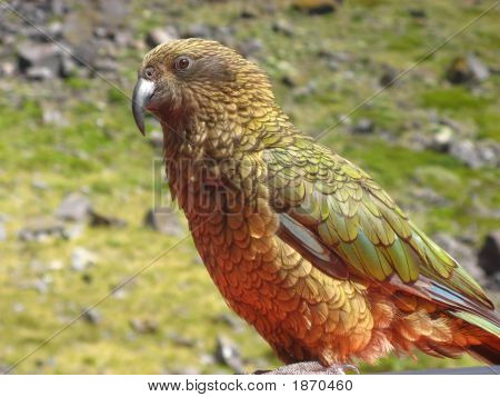 KEA Bird