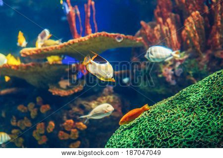 Shoal group of many red yellow tropical fishes in blue water with coral reef colorful underwater world copyspace for text background wallpaper
